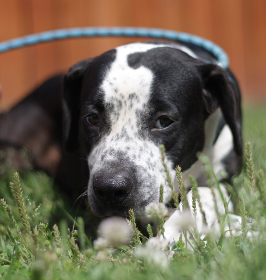 Tildie, a quiet, gentle Pointer mix girl seen at the Blount County shelter in May 2024, found a caring and calm home with Shawn and Denise. Photo by Kristin Yarbrough.
