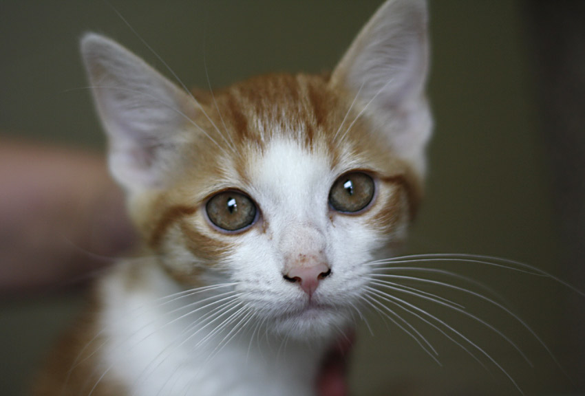 The soulful eyes of a cat at the Animal Adoption Center of Blount County ask for your help. Photo by Kristin Yarbrough.