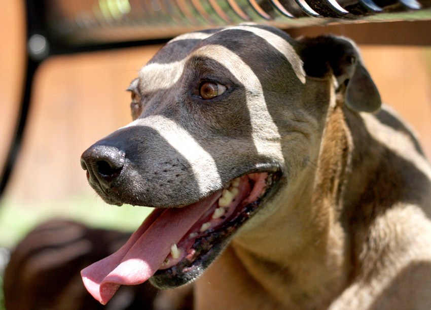 Hazel chills under a bench in the backyard of the Blount County shelter. She and her brother Bo, thought to be Catahoula Leopard Dog and pit mix siblings, were both adopted in June 2024. Photo by Kristin Yarbrough.