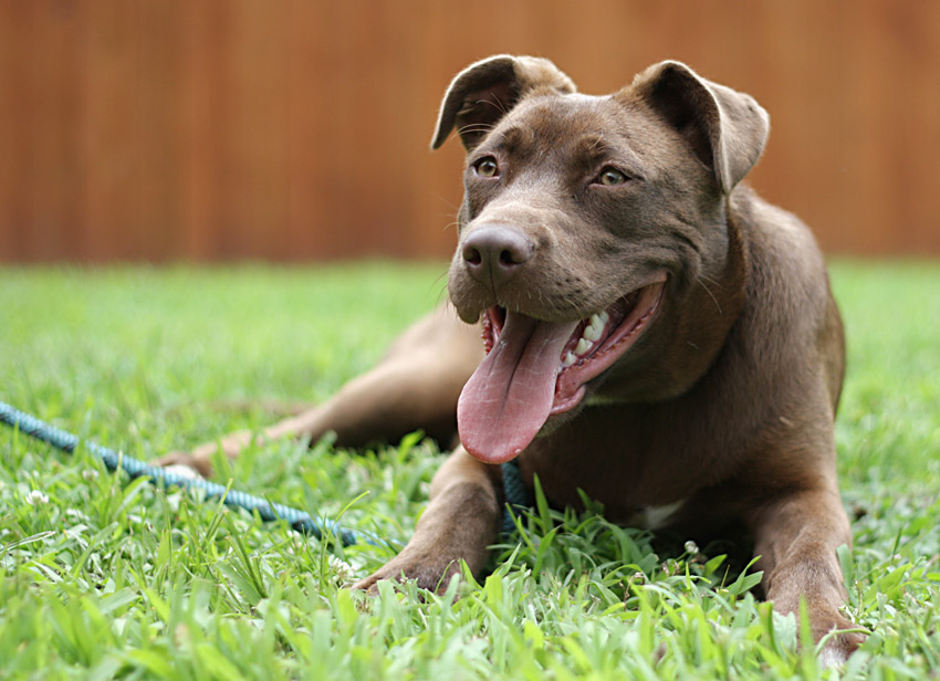 Clove chills in a grassy play area at Blount County’s shelter. Photo by Kristin Yarbrough.
