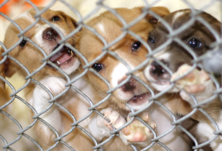 These Welsh Springer Spaniel puppies were among a litter of eight brought to the Animal Adoption Center of Blount County. Two were adopted from the shelter; the other six were rescued by Hartselle-based Paws 52 Rescue. On Friday they travel to New York, where adoptive and foster homes await them. Alabama shelters and rescues are overwhelmed with puppies and kittens — spay/neuter is critical for saving lives. Photo by Kristin Yarbrough.