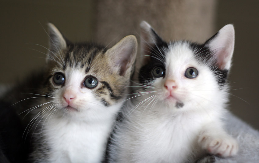 When orphan neonatal kittens arrive at the shelter, foster homes are essential. Foster parents bottle-feed the little ones and then transition them to solid food, just as mama cat would do. In between, there is plenty of time for adorable kitten antics, cuddling, and playtime. When the kittens reach 7–8 weeks old, they can be offered for adoption, such as these siblings from a litter at the Animal Adoption Center of Blount County. Photo by Kristin Yarbrough.
