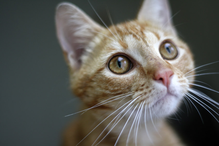This orange tabby was especially fond of love from visitors to the cat room at Blount County shelter. Staff dubbed him ‘Screamsicle’ for his yearnful meows. Photo by Kristin Yarbrough.