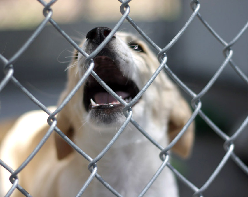 Dog confinement is required in almost all of Blount County. Here, a puppy howls in an outdoor enclosure at Blount County’s shelter. . Photo by Kristin Yarbrough.