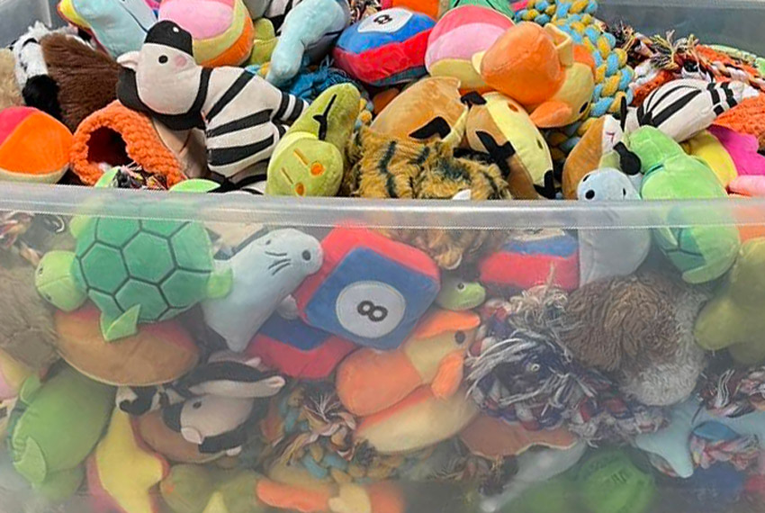 Toys donated by the community to Blount County's shelter, the Animal Adoption Center of Blount County. Photo by the AAC.